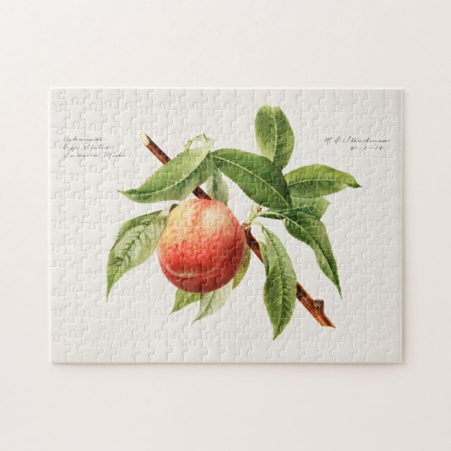 Persika (Prunus Persica) Färgning av frukt Pussel (Horisontell)