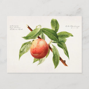 Persika (Prunus Persica) Färgning av frukt Vykort