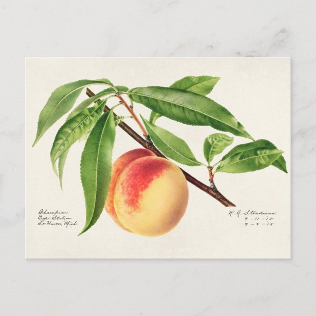 Persika (Prunus Persica) Färgning av frukt Vykort (Framsida)