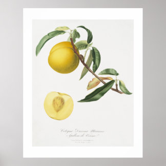 Persika (Prunus persica) från Pomona Italiana Poster