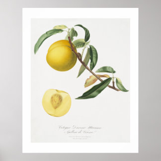 Persika (Prunus persica) från Pomona Italiana Poster