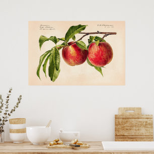 Persika (Prunus Persica) från Royal Charles Steadm Poster