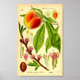 Persika (Prunus persica) Poster
