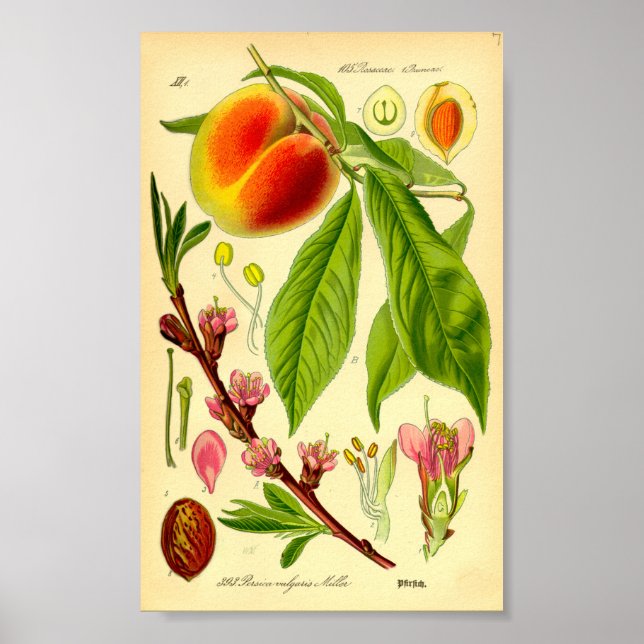 Persika (Prunus persica) Poster (Framsidan)