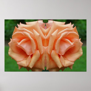 Persika Ro i Abstrakten Bloom Spegel Poster