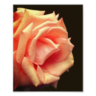 Persika Ro i Bloom 8 x 10 Fototryck