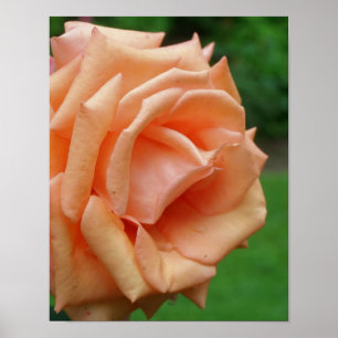 Persika Ro i Bloom Poster