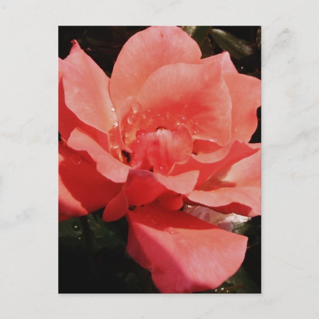 Persika ro och trädroppar vykort (Framsida)