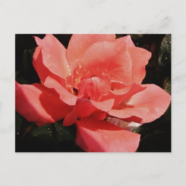 Persika ro och trädroppar vykort (Framsida)