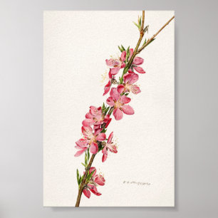 Persika Rosa Flowers Watercolor Paeing Poster