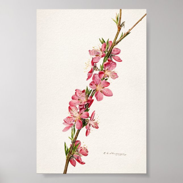 Persika Rosa Flowers Watercolor Paeing Poster (Framsidan)
