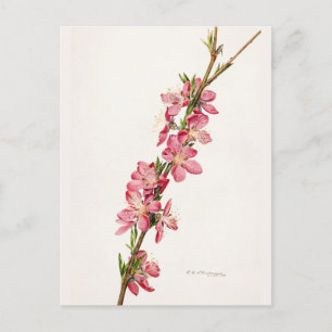 Persika Rosa Flowers Watercolor Paeing Vykort