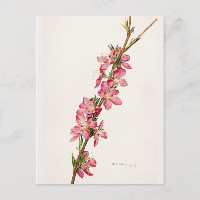 Persika Rosa Flowers Watercolor Paeing Vykort (Framsida)