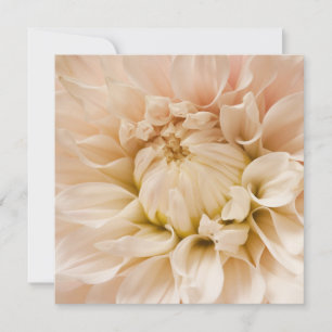 Persika, Rosa, Vit, & Cream Dahlia - Dahlias