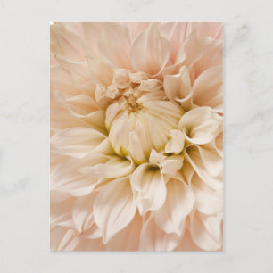 Persika, Rosa, Vit, & Cream Dahlia - Dahlias Vykort