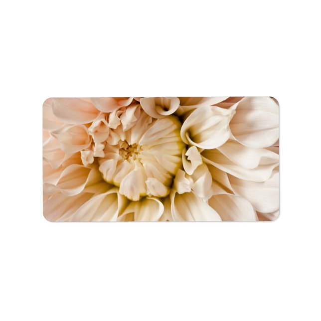 Persika, Rosa, Vit och Cream Dahlia Background Adressetikett (Framsidan)