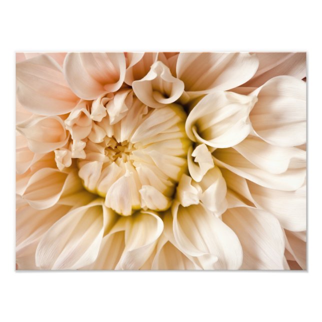 Persika, Rosa, Vit och Cream Dahlia Background Fototryck (Framsidan)