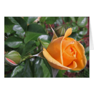 Persika Rosenknopp OBS Kort