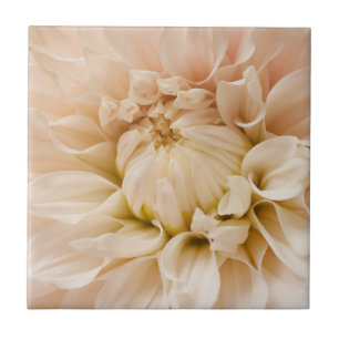 Persika, rosor, vit & kräm- Dahlia - Dahlias Kakelplatta
