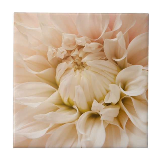 Persika, rosor, vit & kräm- Dahlia - Dahlias Kakelplatta (Framsidan)