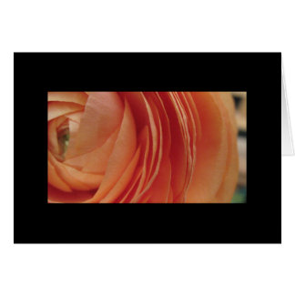 Persikablomma OBS Kort