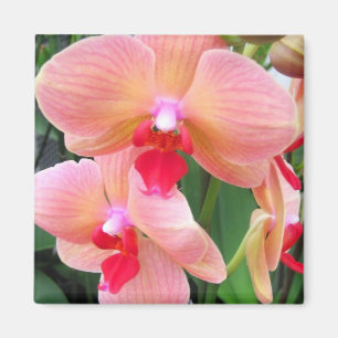 Persikaorchids - magnet