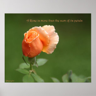 Persikaroaffisch: STEG & PROSA 20x16 Poster