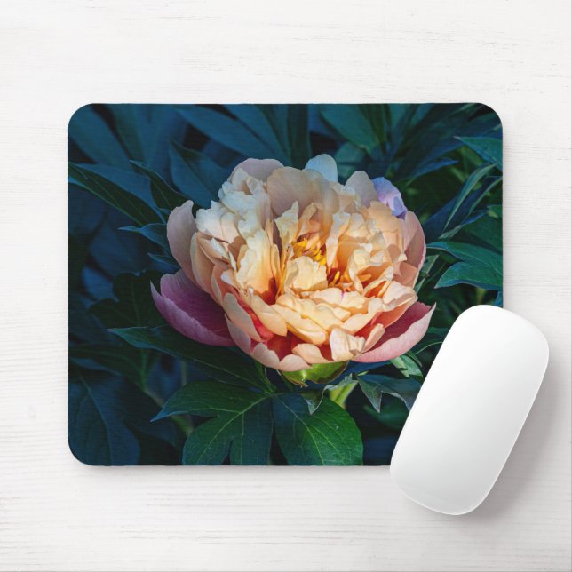 Persikepion, Mjuk Blommande Blomma Foto Musmatta (Med mus)