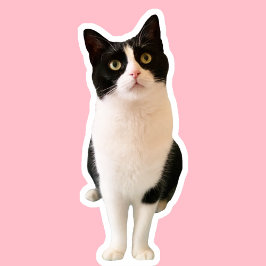 Persiker med Tuxedo Cat Anpassningsbar-märket Klistermärken