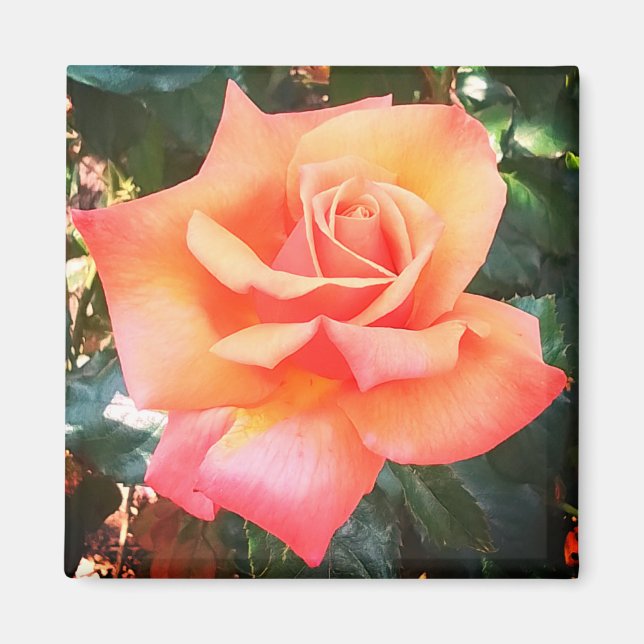 Persikoblomma Magnet (Framsidan)