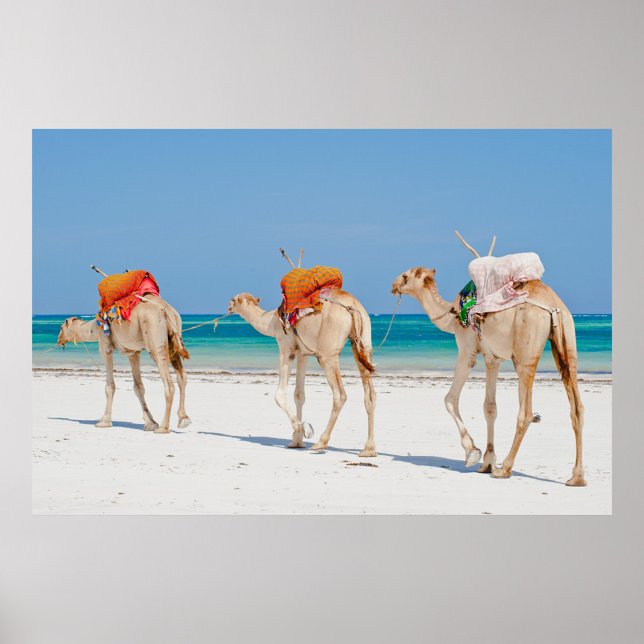 Persikodjur Poster (Three camels walking on a white sand beach with a clear blue sky and turquoise water.)