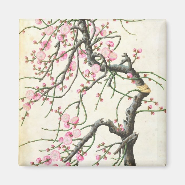 Persikofärgad blommar (färg på papper nivå) magnet (Framsidan)