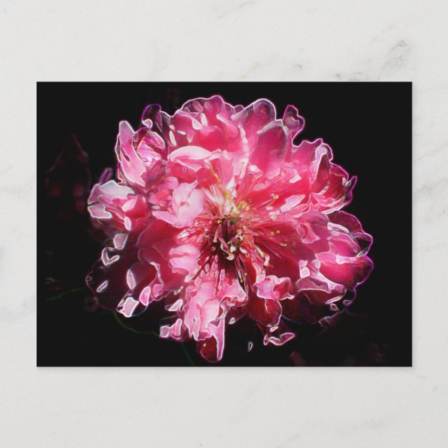 Persikofärgad Blommar Vykort (Framsida)