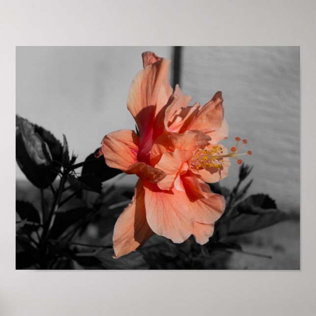 Persikofärgad Dubbla Hibiscus Flower Selektivt Fär Poster (Framsidan)
