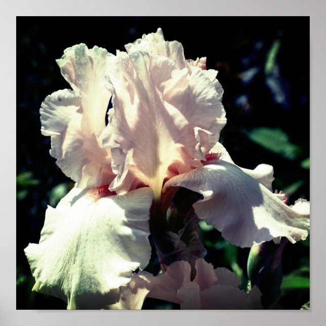 Persikofärgad Iris Flower 2 Up Close Poster (Framsidan)