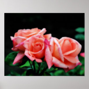 Persikofärgad Ro-blomning Poster