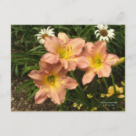 Persikofärgad rosa med gult kastar blommor i dagsl vykort