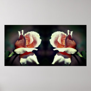 Persikofärgad Rosenknopp Flower Close Up Spegel Ab Poster