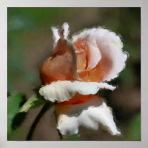 Persikofärgad Rosenknopp Poster