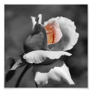 Persikofärgad Rosenknopp svart och vit partiell Fä Fototryck
