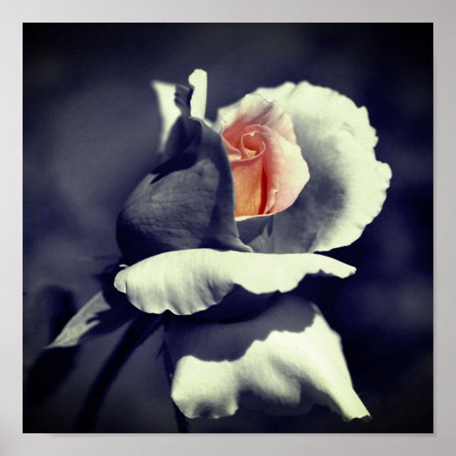 Persikofärgad Rosenknopp svart och vit partiell Fä Poster (Framsidan)