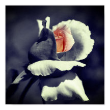 Persikofärgad Rosenknopp svart och vit partiell Fä