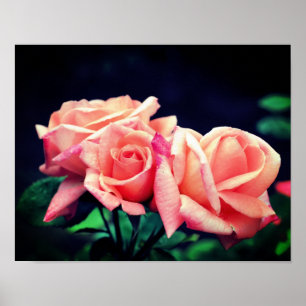 Persikofärgad Rosenknopp Trio Poster