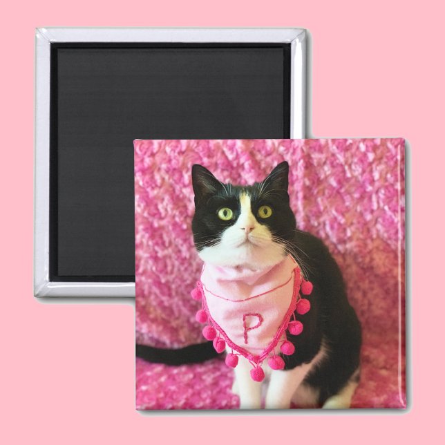 Persikor av Tuxedo Cat Rosa Magnet (Skapare uppladdad)