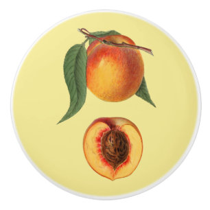 Persikor ~ Botanisk frukt ~ Valfri bakgrund Färg ~ Knopp