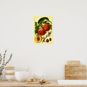 Persikor Vintage 1796 Botanisk Konst Poster