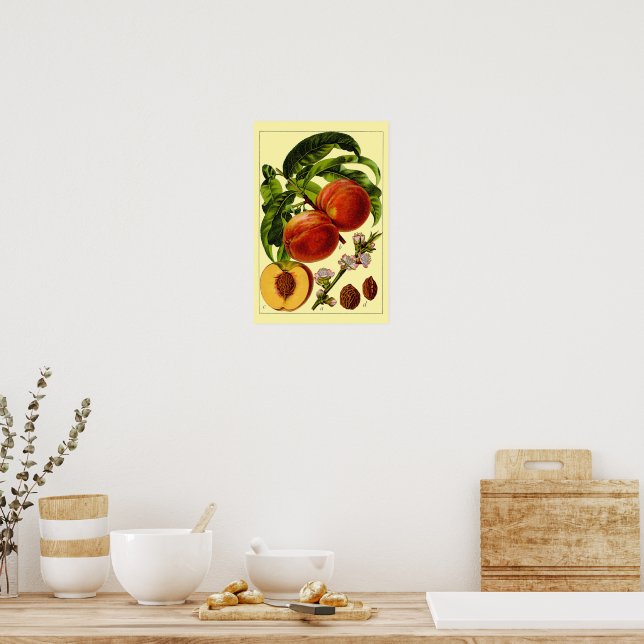 Persikor Vintage 1796 Botanisk Konst Poster (Kök)