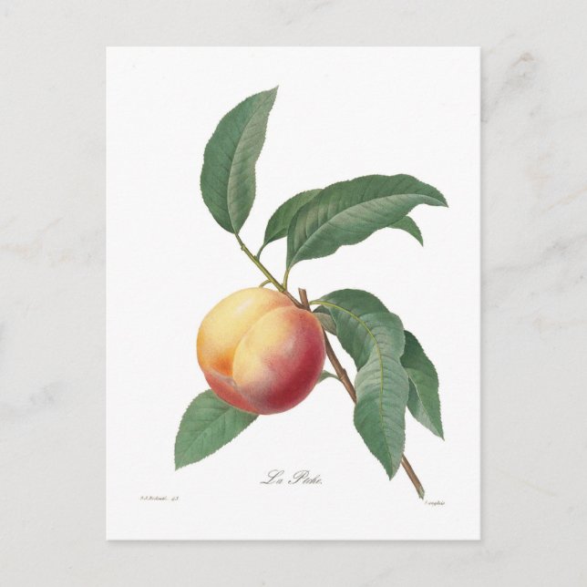 persikor vykort (Framsida)