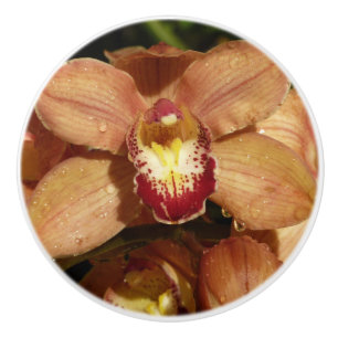Persikorcidéer med regndroppar Blommor Knopp