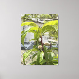 Persikoträd Utskrift på sträckt canvas